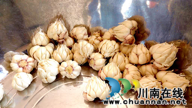 古蔺:总“蒜”等到你,丰收画卷正铺展(图5) 5.jpg