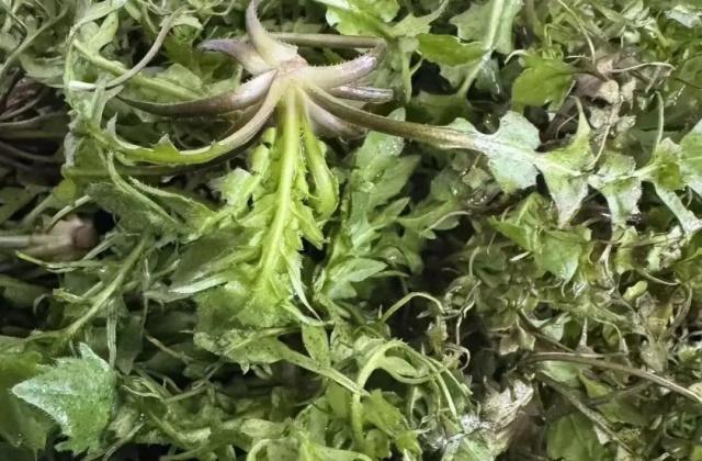 野菜的“五吃五不吃”，很多人不知道！