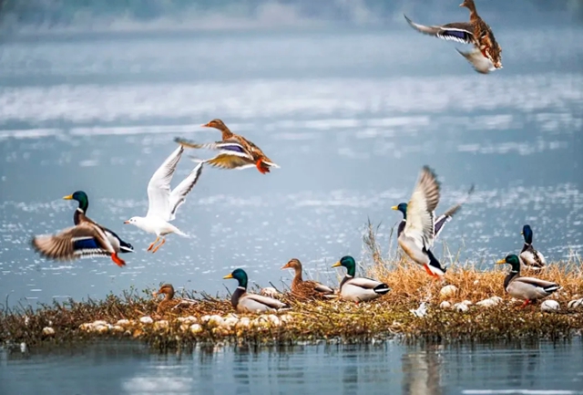 快来!跟着荣昌“卤鹅哥”解锁不一样的内江(图10) 10.jpg