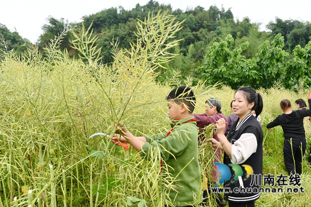 别样劳动节 田间收割忙｜叙永县龙凤镇中心小学校开展油菜籽收割实践活动