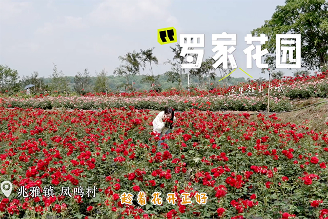 说走就走！五一快来泸县解锁N种玩法