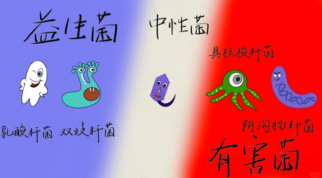 肠4.jpg