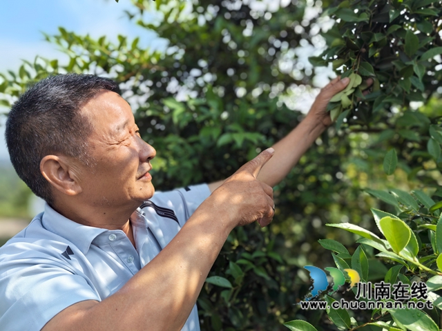 柯伯成在油茶基地查看茶果生长情况.jpg