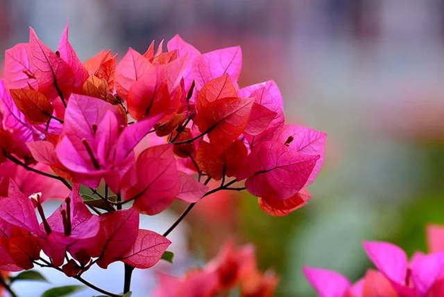 乘公交赏花去！巴妹儿带你打卡三角梅花海
