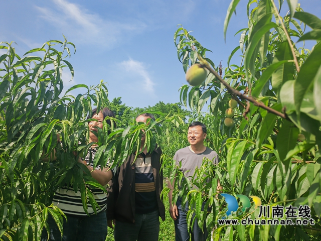 察看桃子生长情况（曾佐然摄）.jpg