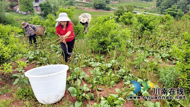 图1：村民在套种的枳壳地头收割车前草.jpg