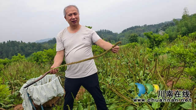 图3：许洪科介绍套种的车前草颗粒饱满 .jpg