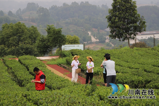 现场直播带茶1（陈清摄）.jpg