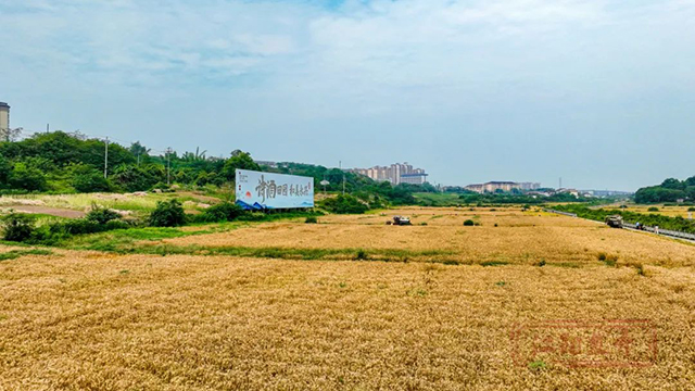 周末一起“趣”割麦!江阳区乡村新玩法等你来解锁(图1) 1.jpg