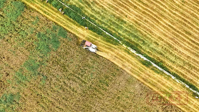 周末一起“趣”割麦!江阳区乡村新玩法等你来解锁(图6) 6.jpg