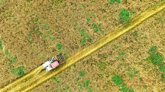 周末一起“趣”割麦!江阳区乡村新玩法等你来解锁(图4) 4.jpg