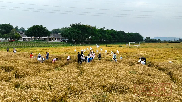 周末一起“趣”割麦!江阳区乡村新玩法等你来解锁(图8) 8.jpg