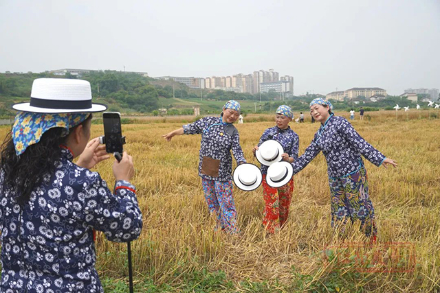 周末一起“趣”割麦!江阳区乡村新玩法等你来解锁(图9) 9.jpg