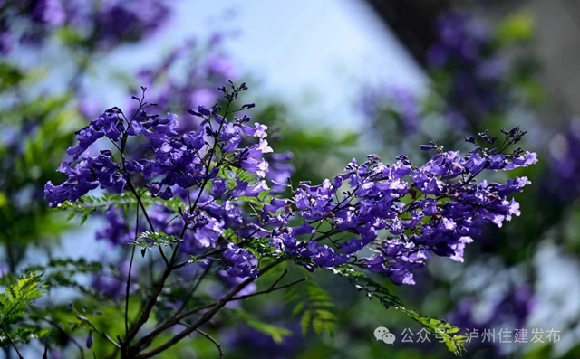 闯入紫色童话!泸州蓝花楹全城盛放,解锁唯美打卡点→(图1) 1.jpg