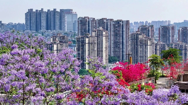 闯入紫色童话!泸州蓝花楹全城盛放,解锁唯美打卡点→(图2) 2.jpg