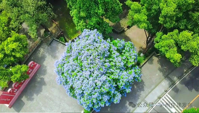 闯入紫色童话!泸州蓝花楹全城盛放,解锁唯美打卡点→(图4) 4.jpg