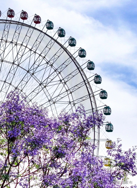 闯入紫色童话!泸州蓝花楹全城盛放,解锁唯美打卡点→(图8) 8.jpg