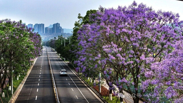 闯入紫色童话!泸州蓝花楹全城盛放,解锁唯美打卡点→(图10) 10.jpg