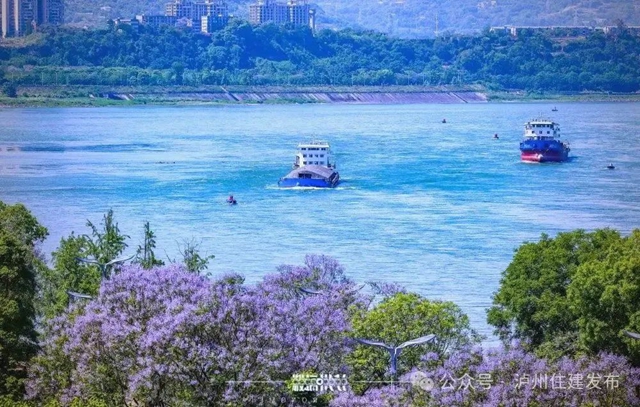 闯入紫色童话!泸州蓝花楹全城盛放,解锁唯美打卡点→(图9) 9.jpg