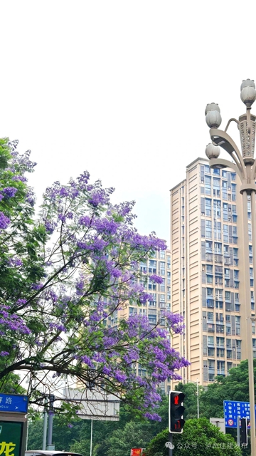 闯入紫色童话!泸州蓝花楹全城盛放,解锁唯美打卡点→(图13) 13.jpg