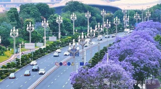 闯入紫色童话!泸州蓝花楹全城盛放,解锁唯美打卡点→(图14) 14.jpg