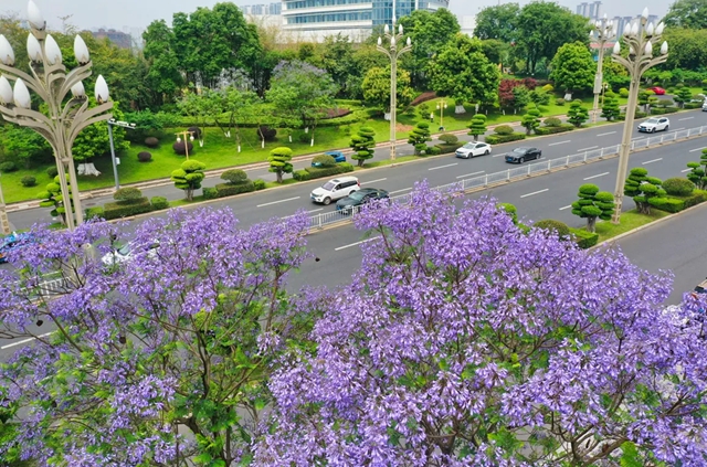 闯入紫色童话!泸州蓝花楹全城盛放,解锁唯美打卡点→(图15) 15.jpg