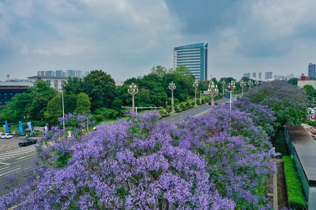 闯入紫色童话!泸州蓝花楹全城盛放,解锁唯美打卡点→(图16) 16.jpg