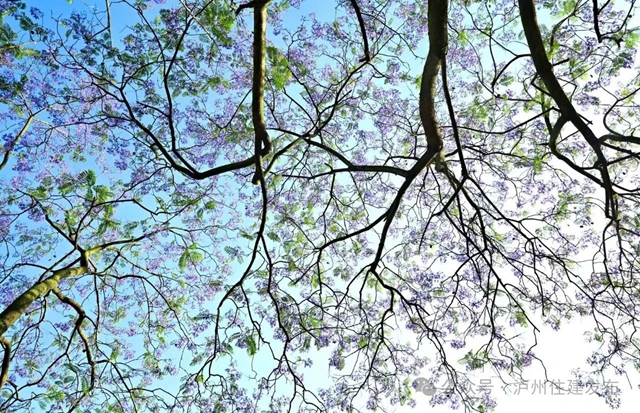 闯入紫色童话!泸州蓝花楹全城盛放,解锁唯美打卡点→(图18) 18.jpg