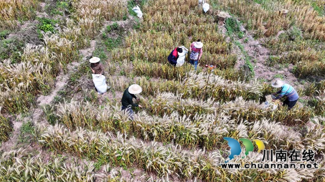 古蔺:3万余亩小麦迎来丰收季,一地多用增收益(图1) 1.jpg