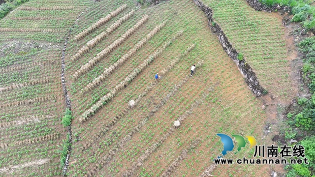 古蔺:3万余亩小麦迎来丰收季,一地多用增收益(图2) 2.jpg