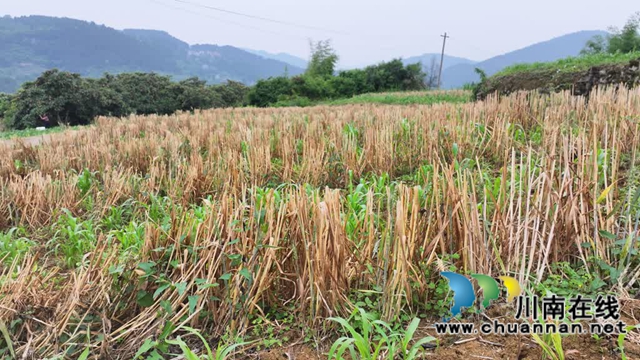 古蔺:3万余亩小麦迎来丰收季,一地多用增收益(图4) 4.jpg