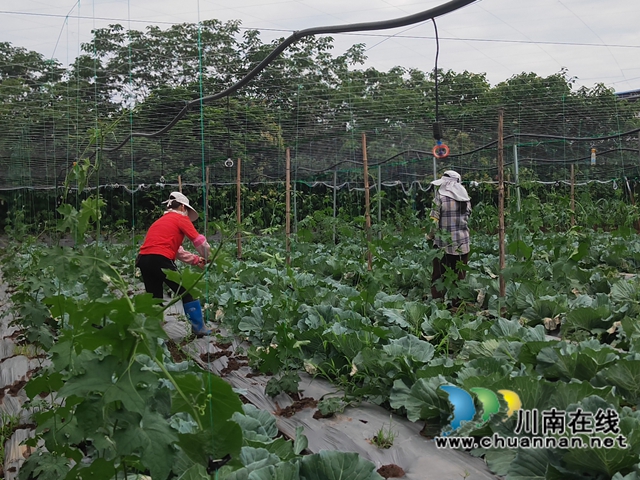 泸县海潮镇小白村:奏响产业振兴乐章(图2) 村民在蔬菜基地劳动(曾佐然摄).jpg