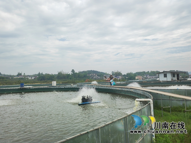 泸县海潮镇小白村:奏响产业振兴乐章(图3) 巨型桶养鱼(曾佐然摄).jpg