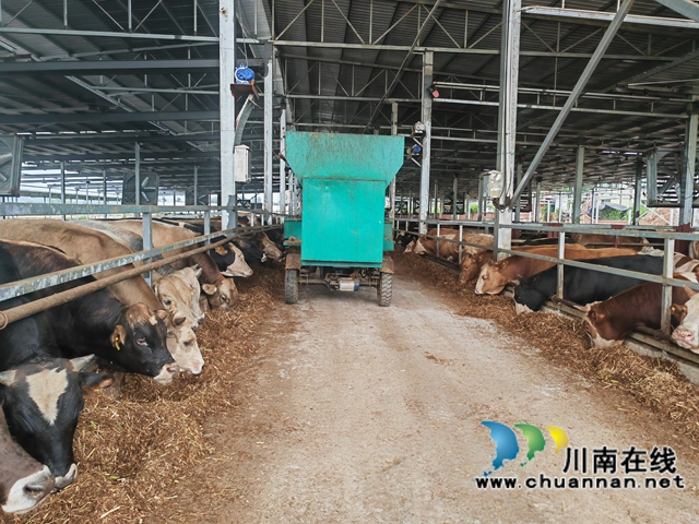 泸县海潮镇小白村:奏响产业振兴乐章(图4) 养牛基地(曾佐然摄).jpg