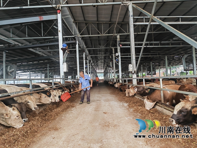 泸县海潮镇小白村:奏响产业振兴乐章(图6) 肉牛养殖(曾佐然摄).jpg