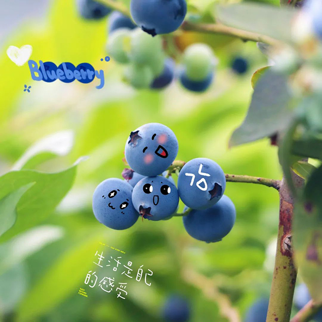 “纳”果鲜香 | “蓝”能可贵，“莓”丽相约 来纳溪吃蓝莓哟
