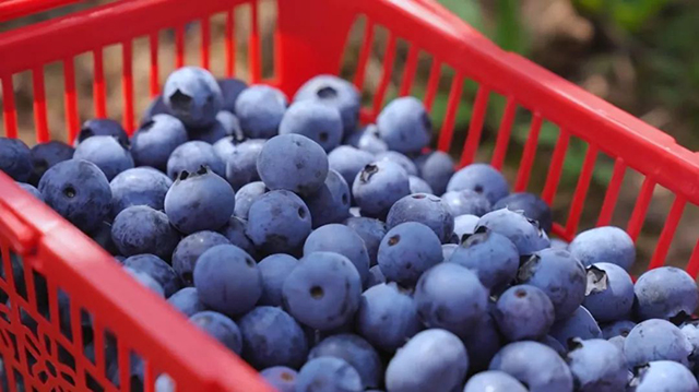 “纳”果鲜香 | “蓝”能可贵,“莓”丽相约 来纳溪吃蓝莓哟(图2) 2.jpg