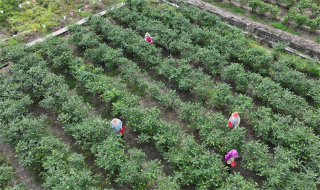 “纳”果鲜香 | “蓝”能可贵,“莓”丽相约 来纳溪吃蓝莓哟(图3) 3.jpg