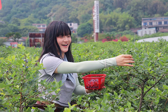 “纳”果鲜香 | “蓝”能可贵,“莓”丽相约 来纳溪吃蓝莓哟(图4) 4.jpg