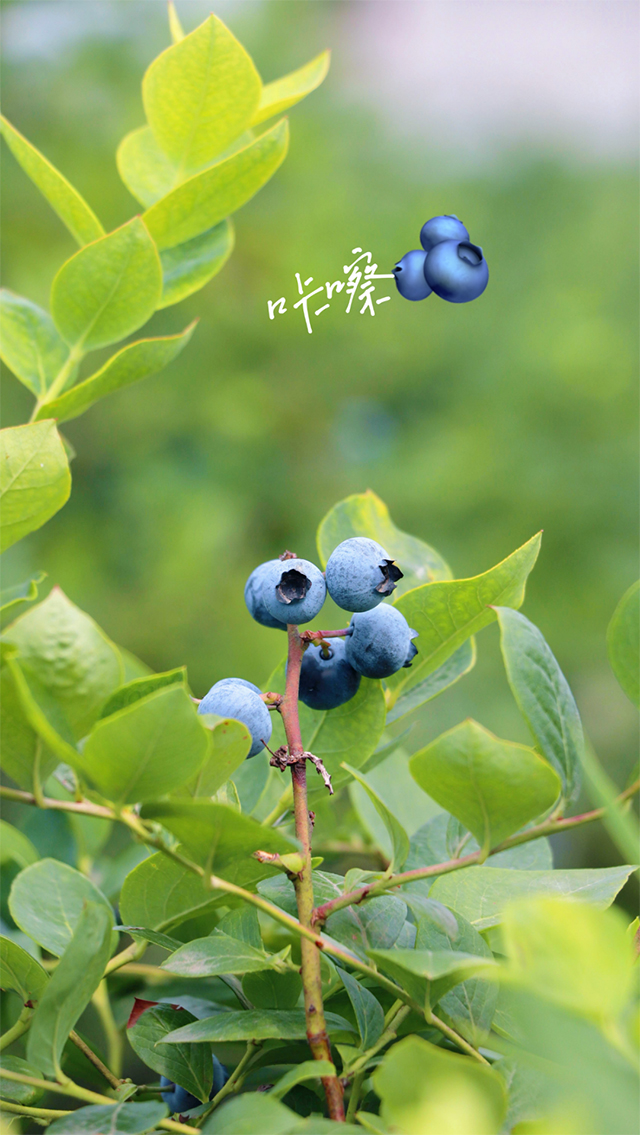 “纳”果鲜香 | “蓝”能可贵,“莓”丽相约 来纳溪吃蓝莓哟(图5) 5.jpg