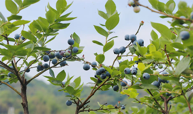 “纳”果鲜香 | “蓝”能可贵,“莓”丽相约 来纳溪吃蓝莓哟(图9) 9.jpg