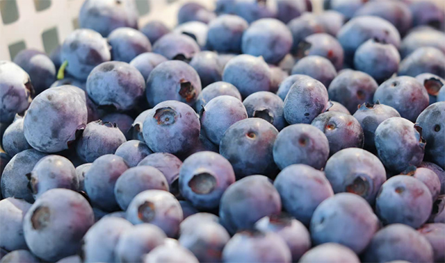 “纳”果鲜香 | “蓝”能可贵,“莓”丽相约 来纳溪吃蓝莓哟(图10) 10.jpg