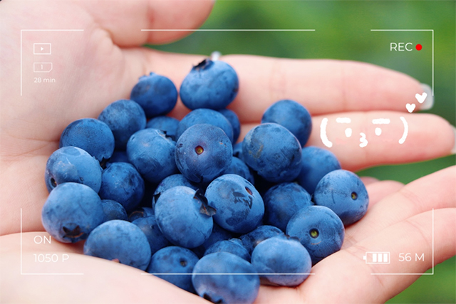 “纳”果鲜香 | “蓝”能可贵,“莓”丽相约 来纳溪吃蓝莓哟(图11) 11.jpg