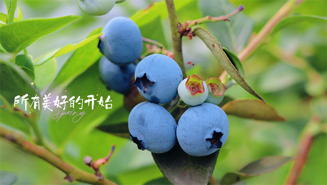 “纳”果鲜香 | “蓝”能可贵,“莓”丽相约 来纳溪吃蓝莓哟(图12) 12.jpg