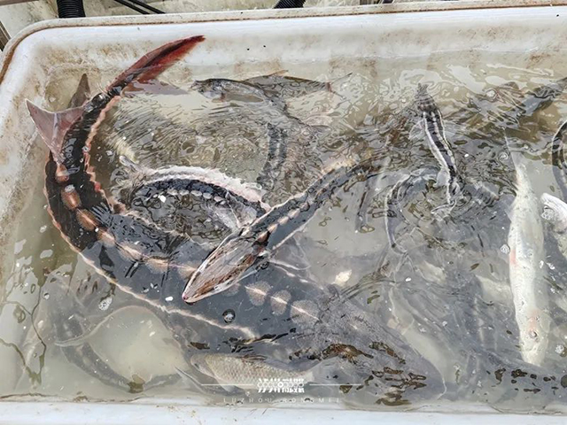 不得了！在长江泸州段，科研捞起67条长江鲟