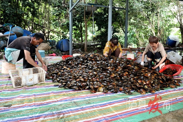揭秘！泸县的珍珠是这样被“种”出来的