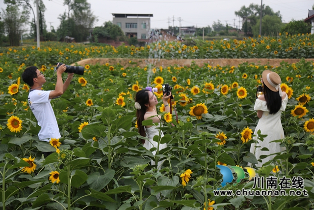 泸县：向日葵照亮乡村花样年华