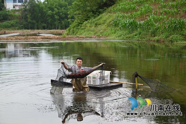 泸县:“水果小龙虾+大头虾”破解虾价低迷困境(图1) 捕捉小龙虾(李腾摄).jpg