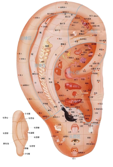 【耳穴埋豆】藏在耳朵上的减肥开关:选对穴位,减肥加倍(图3) 3.jpg