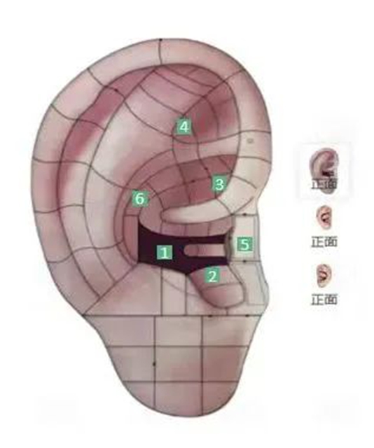 【耳穴埋豆】藏在耳朵上的减肥开关:选对穴位,减肥加倍(图7) 7.jpg